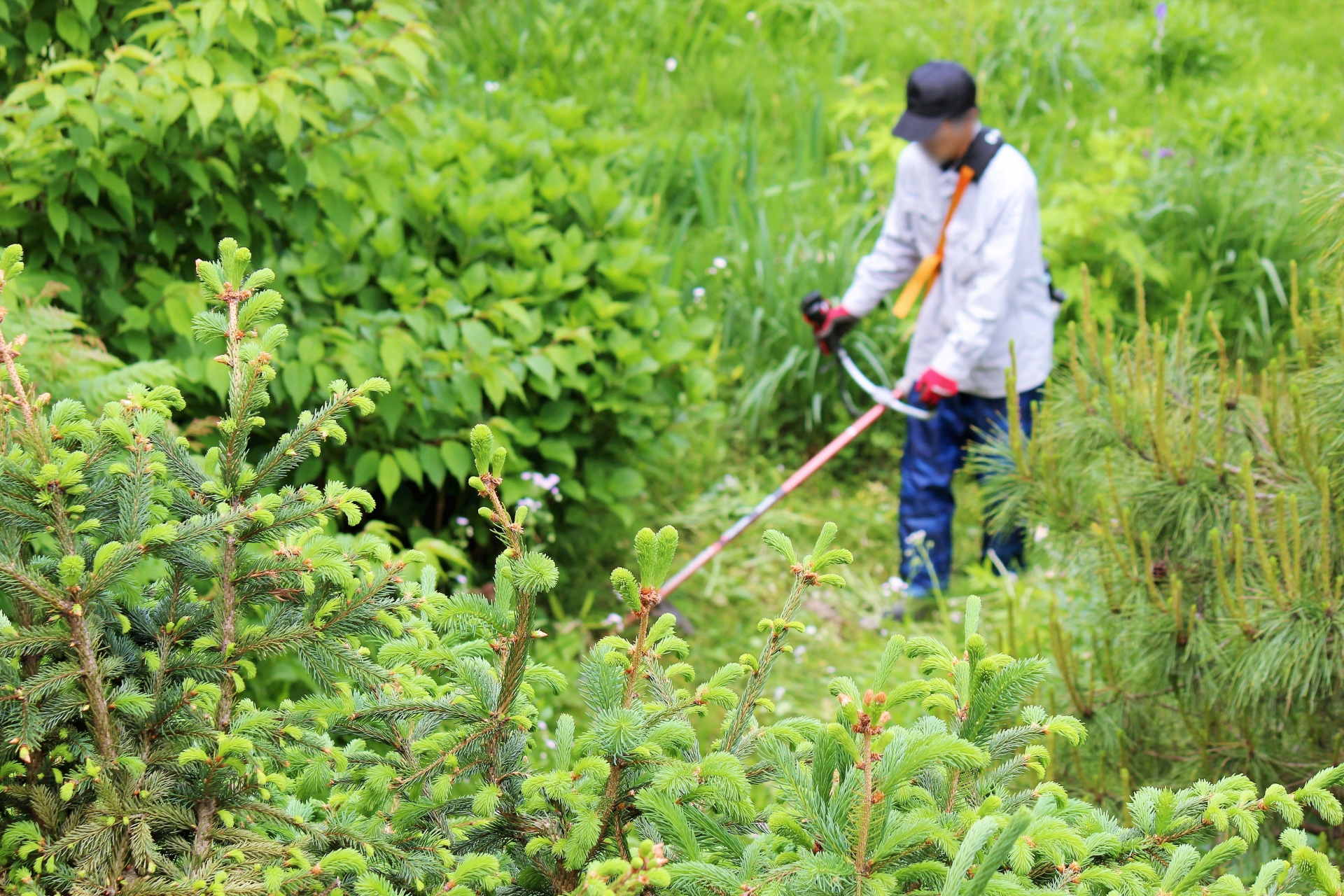草刈り・片付け・木の伐採